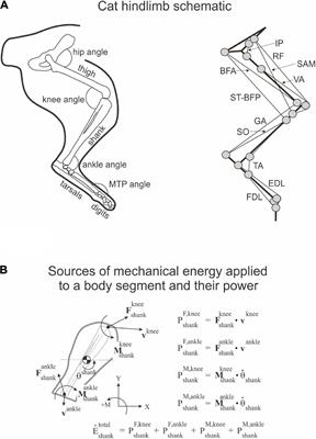 Emergence of Extreme Paw Accelerations During Cat Paw Shaking: Interactions of Spinal Central Pattern Generator, Hindlimb Mechanics and Muscle Length-Depended Feedback